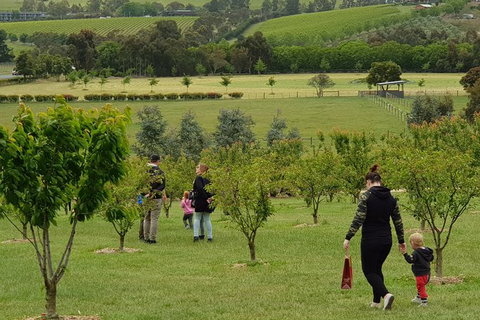 Day Tour Of Yarra Valley Puffing Billy And Rayners Orchard - Accommodation Great Ocean Road 36