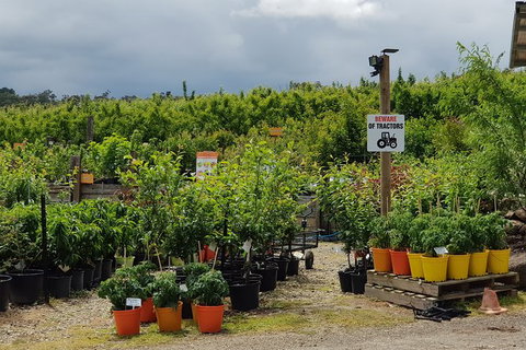Day Tour Of Yarra Valley Puffing Billy And Rayners Orchard - Accommodation Great Ocean Road 46