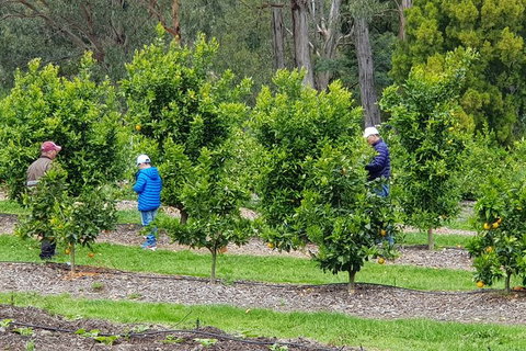 Day Tour Of Yarra Valley Puffing Billy And Rayners Orchard - Accommodation Great Ocean Road 1