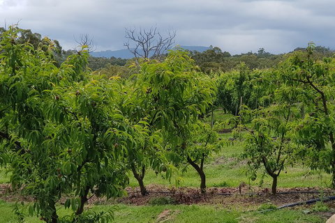 Day Tour Of Yarra Valley Puffing Billy And Rayners Orchard - Accommodation Great Ocean Road 41