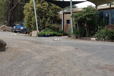 Day Tour Of Yarra Valley Puffing Billy And Rayners Orchard - Accommodation Great Ocean Road 26