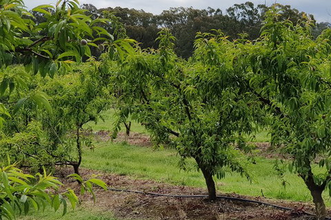 Day Tour Of Yarra Valley Puffing Billy And Rayners Orchard - Accommodation Great Ocean Road 49