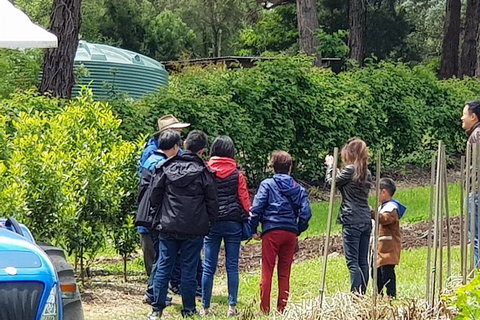 Day Tour Of Yarra Valley Puffing Billy And Rayners Orchard - Accommodation Great Ocean Road 16