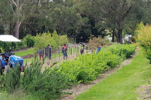 Day Tour Of Yarra Valley Puffing Billy And Rayners Orchard - Accommodation Great Ocean Road 29