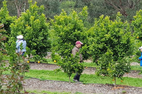 Day Tour Of Yarra Valley Puffing Billy And Rayners Orchard - Accommodation Great Ocean Road 34