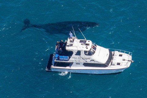 Humpback Whale Safari - Accommodation Great Ocean Road 2