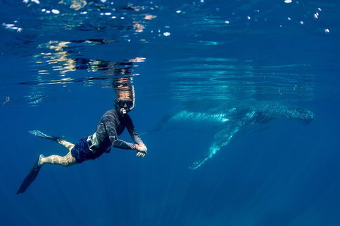 Humpback Whale Safari - Accommodation Great Ocean Road 1