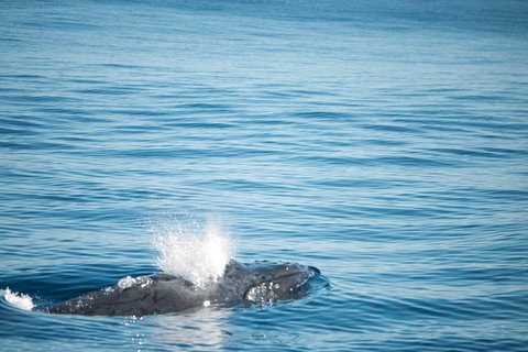 Humpback Whale Safari - Accommodation Great Ocean Road 4