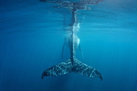 Humpback Whale Safari - Accommodation Great Ocean Road 5