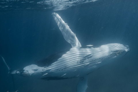 Humpback Whale Safari - Accommodation Great Ocean Road 0