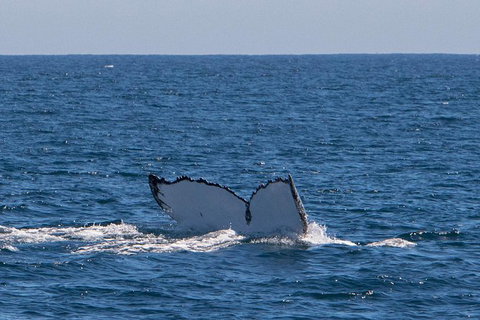 Humpback Whale Safari - Accommodation Great Ocean Road 3