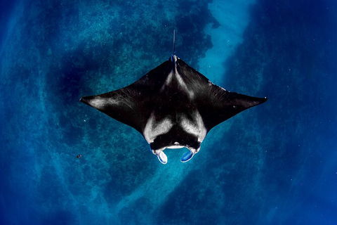 Life On Ningaloo Swimming Tour In Exmouth - Accommodation Great Ocean Road 3