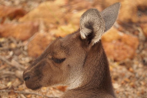 Australian Animals, Seascape And Sunset Photography Tour - Accommodation Great Ocean Road 3