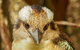Australian Animals, Seascape And Sunset Photography Tour - thumb 4
