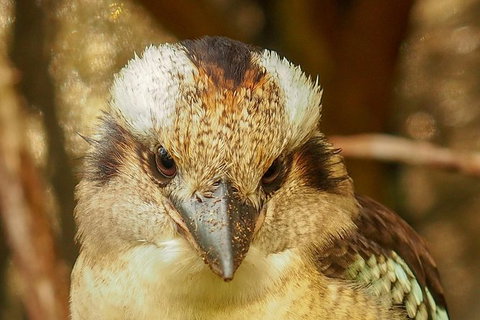 Australian Animals, Seascape And Sunset Photography Tour - Accommodation Great Ocean Road 4