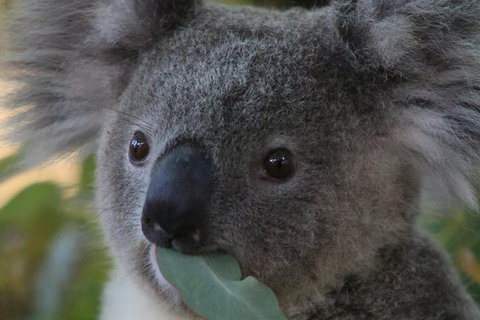 Australian Animals, Seascape And Sunset Photography Tour - Accommodation Great Ocean Road 2