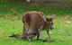 Australian Animals, Seascape And Sunset Photography Tour - thumb 1