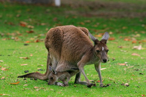 Australian Animals, Seascape And Sunset Photography Tour - Accommodation Great Ocean Road 1
