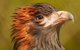 Australian Animals, Seascape And Sunset Photography Tour - thumb 5