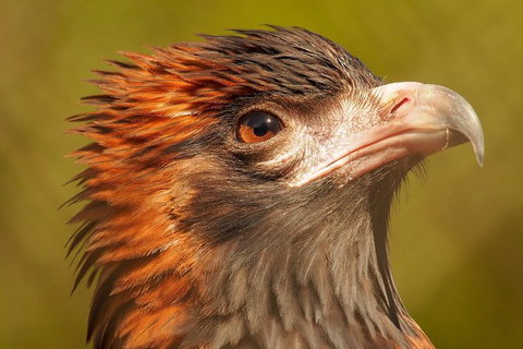 Australian Animals, Seascape And Sunset Photography Tour - Accommodation Great Ocean Road 5