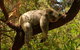 Australian Animals, Seascape And Sunset Photography Tour - thumb 6