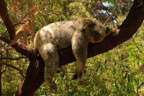 Australian Animals, Seascape And Sunset Photography Tour - Accommodation Great Ocean Road 6