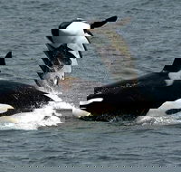 Bremer Canyon Orca Experience - Accommodation Great Ocean Road
