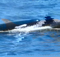Full-Day Killer Whale Expedition from Albany - Accommodation Great Ocean Road