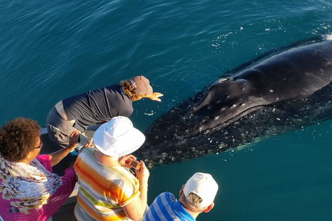 AOC Broome Whale Watching - Accommodation Great Ocean Road 0