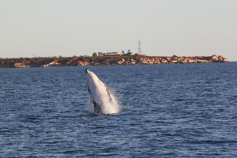 AOC Broome Whale Watching - Accommodation Great Ocean Road 2