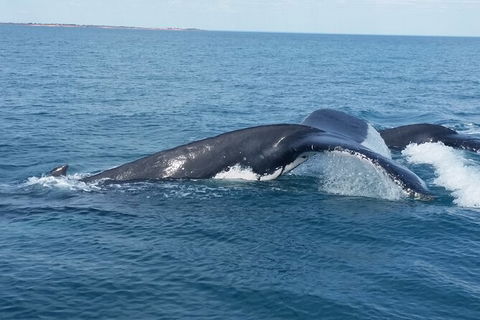 AOC Broome Whale Watching - Accommodation Great Ocean Road 1