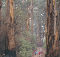 Beedelup National Park - Accommodation Great Ocean Road