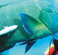 Aristocat Snorkel and Scuba Port Douglas - Accommodation Great Ocean Road