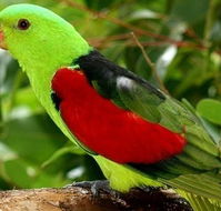 Birdworld Kuranda - Accommodation Great Ocean Road