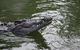 Daintree River Cruise Centre - thumb 1