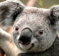 Wildlife Habitat - Accommodation Great Ocean Road