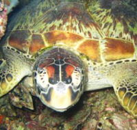 Adrenalin Snorkel and Dive - Accommodation Great Ocean Road