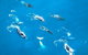 Air Whitsunday Seaplanes - thumb 2