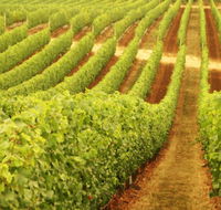 Wignalls Winery - Accommodation Great Ocean Road