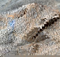 2020 Katherine Bird Festival - Accommodation Great Ocean Road