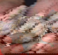 Armidale Farmers' Market - Accommodation Great Ocean Road