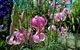 Burnie Lilium Show - thumb 1