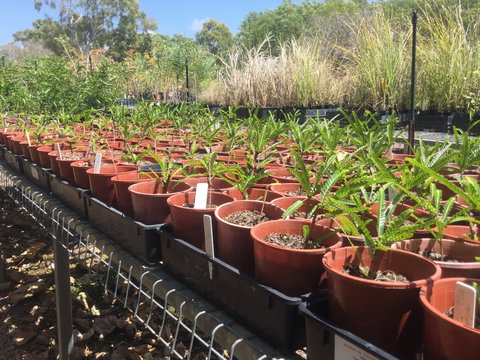 Conservation Volunteers Australia Townsville - Ocean View Nursery - Accommodation Great Ocean Road 2