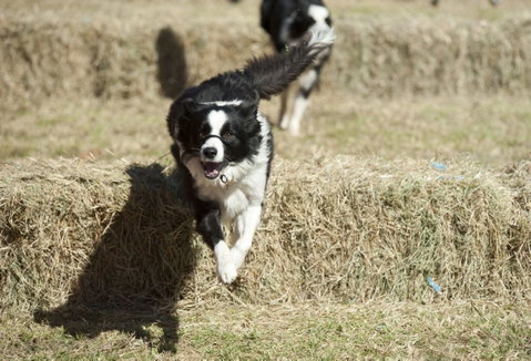 Great Nundle Dog Race - Accommodation Great Ocean Road 0