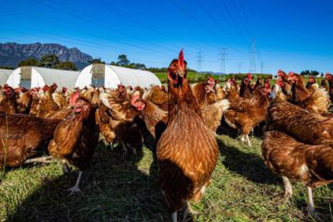 Carinya Farm Holiday Retreat - Accommodation Great Ocean Road 7