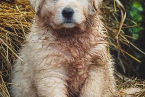 Carinya Farm Holiday Retreat - Accommodation Great Ocean Road 6