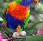 Cottage by the Bay - Accommodation Great Ocean Road