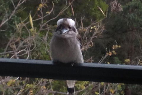 Maleny Country Cottages - Accommodation Great Ocean Road 6