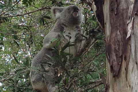 Maleny Country Cottages - Accommodation Great Ocean Road 5