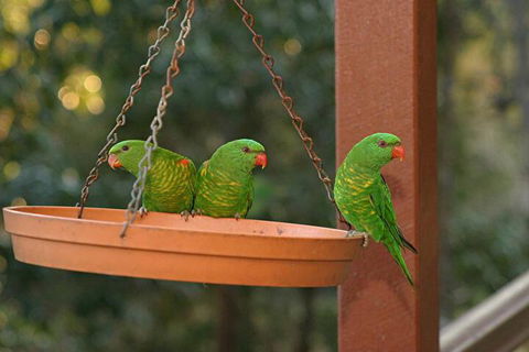 Maleny Country Cottages - Accommodation Great Ocean Road 1